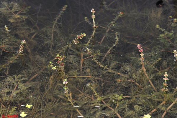 myo sp1