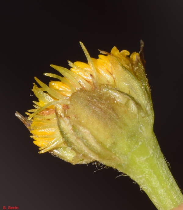 ant cot3